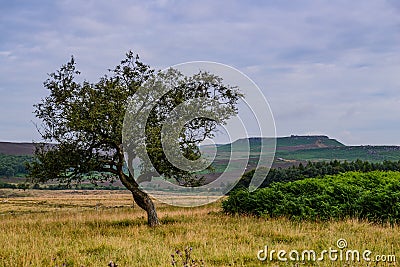 Tree against the sky. BÅ‚ekitne niebo. BiaÅ‚e chmury. Stock Photo